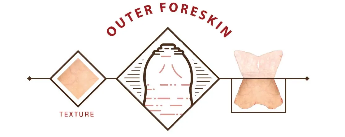 The Outer Foreskin