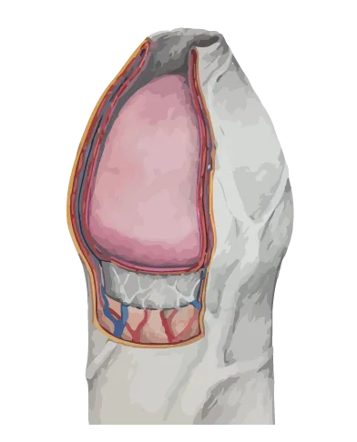 Penis Anatomy - Nerves and Blood Layers