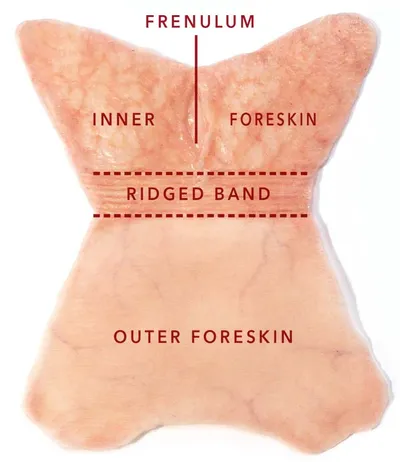 Foreskin Anatomy